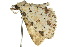  ( - 10ANIC-01870)  @13 [ ] CreativeCommons - Attribution (2010) CBG Photography Group Centre for Biodiversity Genomics