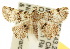  ( - 10ANIC-01872)  @14 [ ] CreativeCommons - Attribution (2010) CBG Photography Group Centre for Biodiversity Genomics