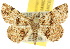  ( - 10ANIC-01876)  @15 [ ] CreativeCommons - Attribution (2010) CBG Photography Group Centre for Biodiversity Genomics