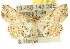  (Catadoides - 10ANIC-01877)  @15 [ ] CreativeCommons - Attribution (2010) CBG Photography Group Centre for Biodiversity Genomics