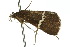  ( - 10ANIC-01890)  @13 [ ] CreativeCommons - Attribution (2010) CBG Photography Group Centre for Biodiversity Genomics