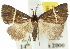  ( - 10ANIC-01891)  @11 [ ] CreativeCommons - Attribution (2010) CBG Photography Group Centre for Biodiversity Genomics