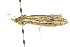  ( - 10ANIC-01901)  @12 [ ] CreativeCommons - Attribution (2010) CBG Photography Group Centre for Biodiversity Genomics