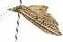  ( - 10ANIC-01902)  @13 [ ] CreativeCommons - Attribution (2010) CBG Photography Group Centre for Biodiversity Genomics