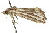  ( - 10ANIC-01903)  @12 [ ] CreativeCommons - Attribution (2010) CBG Photography Group Centre for Biodiversity Genomics