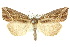  (Lophotoma diagrapha - 10ANIC-01910)  @15 [ ] CreativeCommons - Attribution (2010) CBG Photography Group Centre for Biodiversity Genomics