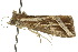  ( - 10ANIC-01911)  @13 [ ] CreativeCommons - Attribution (2010) CBG Photography Group Centre for Biodiversity Genomics