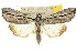  ( - 10ANIC-01918)  @15 [ ] CreativeCommons - Attribution (2010) CBG Photography Group Centre for Biodiversity Genomics