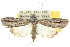  ( - 10ANIC-01919)  @14 [ ] CreativeCommons - Attribution (2010) CBG Photography Group Centre for Biodiversity Genomics