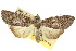  ( - 10ANIC-01928)  @14 [ ] CreativeCommons - Attribution (2010) CBG Photography Group Centre for Biodiversity Genomics