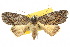  ( - 10ANIC-01929)  @11 [ ] CreativeCommons - Attribution (2010) CBG Photography Group Centre for Biodiversity Genomics