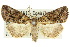  ( - 10ANIC-01956)  @11 [ ] CreativeCommons - Attribution (2010) CBG Photography Group Centre for Biodiversity Genomics