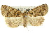  ( - 10ANIC-01957)  @11 [ ] CreativeCommons - Attribution (2010) CBG Photography Group Centre for Biodiversity Genomics