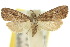  ( - 10ANIC-01960)  @11 [ ] CreativeCommons - Attribution (2010) CBG Photography Group Centre for Biodiversity Genomics