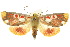  ( - 10ANIC-01976)  @14 [ ] CreativeCommons - Attribution (2010) CBG Photography Group Centre for Biodiversity Genomics