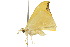  ( - 10ANIC-01977)  @12 [ ] CreativeCommons - Attribution (2010) CBG Photography Group Centre for Biodiversity Genomics