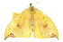  ( - 10ANIC-01978)  @13 [ ] CreativeCommons - Attribution (2010) CBG Photography Group Centre for Biodiversity Genomics