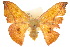  ( - 10ANIC-01981)  @14 [ ] CreativeCommons - Attribution (2010) CBG Photography Group Centre for Biodiversity Genomics