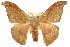  (Oreta jaspidea - 10ANIC-01982)  @15 [ ] CreativeCommons - Attribution (2010) CBG Photography Group Centre for Biodiversity Genomics