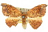  (Amphitorna - 10ANIC-01986)  @15 [ ] CreativeCommons - Attribution (2010) CBG Photography Group Centre for Biodiversity Genomics