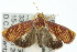  ( - 10ANIC-02003)  @14 [ ] CreativeCommons - Attribution (2010) CBG Photography Group Centre for Biodiversity Genomics