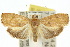  ( - 10ANIC-02006)  @15 [ ] CreativeCommons - Attribution (2010) CBG Photography Group Centre for Biodiversity Genomics