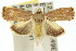  ( - 10ANIC-02007)  @14 [ ] CreativeCommons - Attribution (2010) CBG Photography Group Centre for Biodiversity Genomics