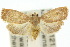  ( - 10ANIC-02008)  @13 [ ] CreativeCommons - Attribution (2010) CBG Photography Group Centre for Biodiversity Genomics