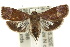  ( - 10ANIC-02009)  @15 [ ] CreativeCommons - Attribution (2010) CBG Photography Group Centre for Biodiversity Genomics
