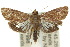  ( - 10ANIC-02011)  @14 [ ] CreativeCommons - Attribution (2010) CBG Photography Group Centre for Biodiversity Genomics