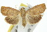  ( - 10ANIC-02012)  @15 [ ] CreativeCommons - Attribution (2010) CBG Photography Group Centre for Biodiversity Genomics