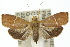  ( - 10ANIC-02021)  @15 [ ] CreativeCommons - Attribution (2010) CBG Photography Group Centre for Biodiversity Genomics