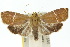  ( - 10ANIC-02023)  @15 [ ] CreativeCommons - Attribution (2010) CBG Photography Group Centre for Biodiversity Genomics
