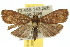  ( - 10ANIC-02027)  @14 [ ] CreativeCommons - Attribution (2010) CBG Photography Group Centre for Biodiversity Genomics