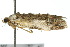  ( - 10ANIC-02036)  @12 [ ] CreativeCommons - Attribution (2010) CBG Photography Group Centre for Biodiversity Genomics