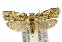  ( - 10ANIC-02038)  @14 [ ] CreativeCommons - Attribution (2010) CBG Photography Group Centre for Biodiversity Genomics