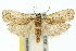  ( - 10ANIC-02047)  @14 [ ] CreativeCommons - Attribution (2010) CBG Photography Group Centre for Biodiversity Genomics