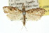  ( - 10ANIC-02061)  @13 [ ] CreativeCommons - Attribution (2010) CBG Photography Group Centre for Biodiversity Genomics