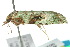  ( - 10ANIC-02083)  @13 [ ] CreativeCommons - Attribution (2010) CBG Photography Group Centre for Biodiversity Genomics