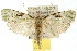  (Carposina smaragdias - 10ANIC-02084)  @15 [ ] CreativeCommons - Attribution (2010) CBG Photography Group Centre for Biodiversity Genomics