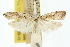  ( - 10ANIC-02086)  @11 [ ] CreativeCommons - Attribution (2010) CBG Photography Group Centre for Biodiversity Genomics
