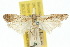  ( - 10ANIC-02087)  @11 [ ] CreativeCommons - Attribution (2010) CBG Photography Group Centre for Biodiversity Genomics