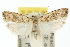  (Carposina taractis - 10ANIC-02088)  @15 [ ] CreativeCommons - Attribution (2010) CBG Photography Group Centre for Biodiversity Genomics
