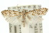  ( - 10ANIC-02089)  @11 [ ] CreativeCommons - Attribution (2010) CBG Photography Group Centre for Biodiversity Genomics