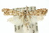  ( - 10ANIC-02090)  @14 [ ] CreativeCommons - Attribution (2010) CBG Photography Group Centre for Biodiversity Genomics