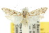  (Carposina petraea - 10ANIC-02092)  @14 [ ] CreativeCommons - Attribution (2010) CBG Photography Group Centre for Biodiversity Genomics