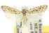  ( - 10ANIC-02093)  @11 [ ] CreativeCommons - Attribution (2010) CBG Photography Group Centre for Biodiversity Genomics