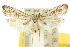  ( - 10ANIC-02094)  @11 [ ] CreativeCommons - Attribution (2010) CBG Photography Group Centre for Biodiversity Genomics