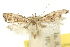  (Carposina nesolocha - 10ANIC-02095)  @13 [ ] CreativeCommons - Attribution (2010) CBG Photography Group Centre for Biodiversity Genomics