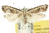  (Carposina autologa - 10ANIC-02099)  @15 [ ] CreativeCommons - Attribution (2010) CBG Photography Group Centre for Biodiversity Genomics